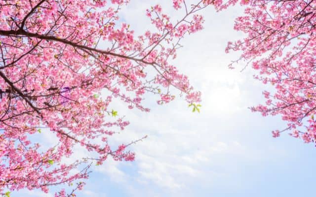 Spring bucket list 5