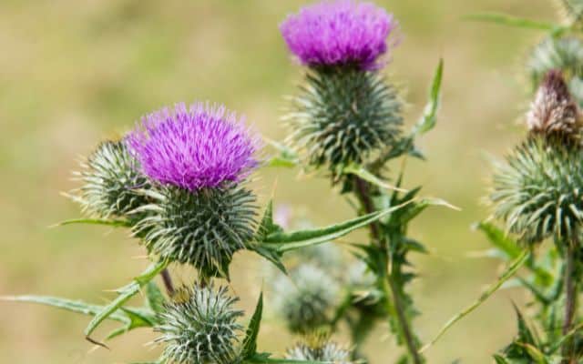 Best herbs for liver cleanse