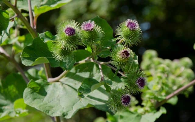 Herbs for liver cleanse 3