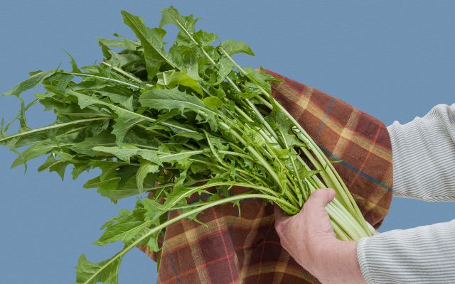 estrogen dominance diet