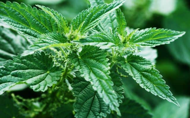 Benefits of stinging nettle