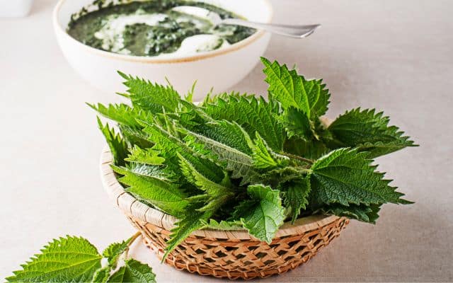 stinging nettle benefits 1