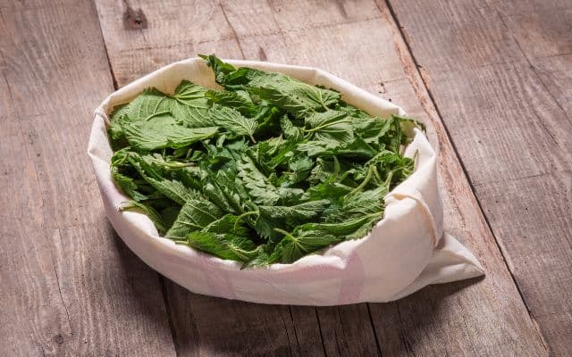 stinging nettle benefits 5