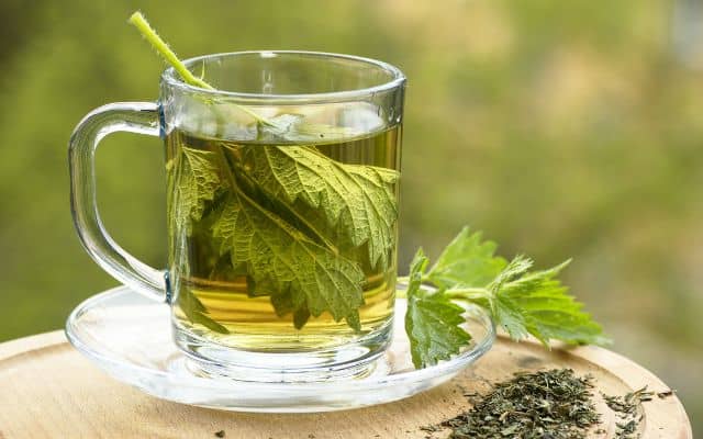 stinging nettle benefits 6