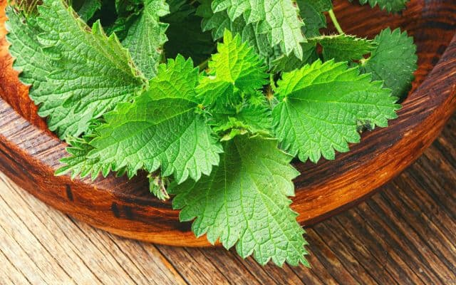 stinging nettle benefits 7