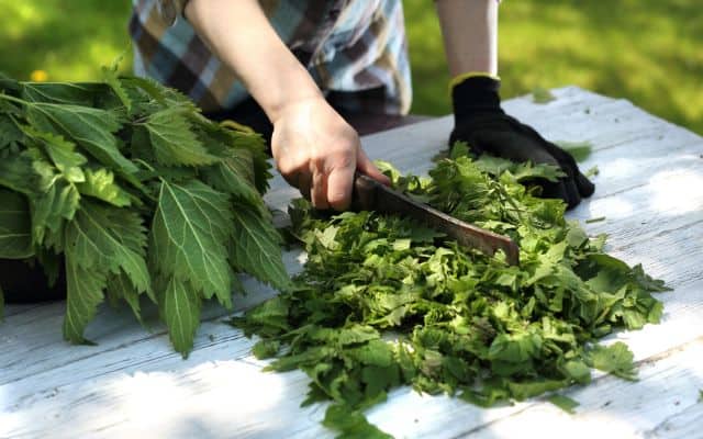 stinging nettle benefits 9