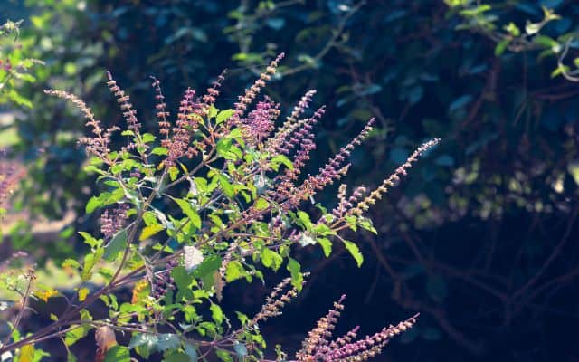 best herbs for blood sugar 2