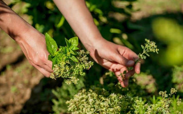 herbs for high blood pressure