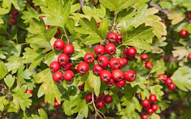 herbs for blood pressure 3