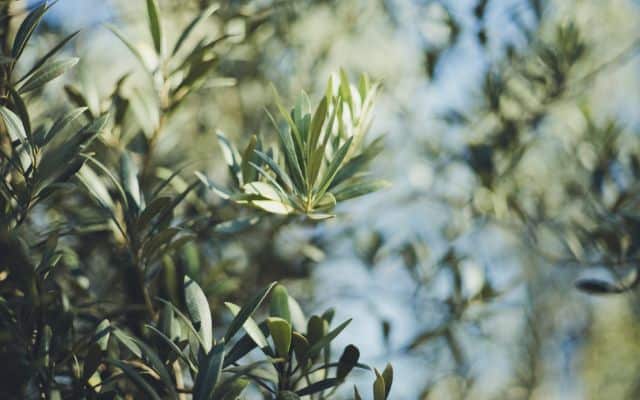 herbs for blood pressure 4