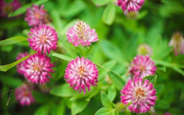 benefits of red clover