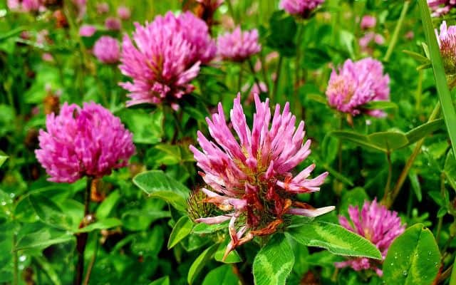 red clover benefits
